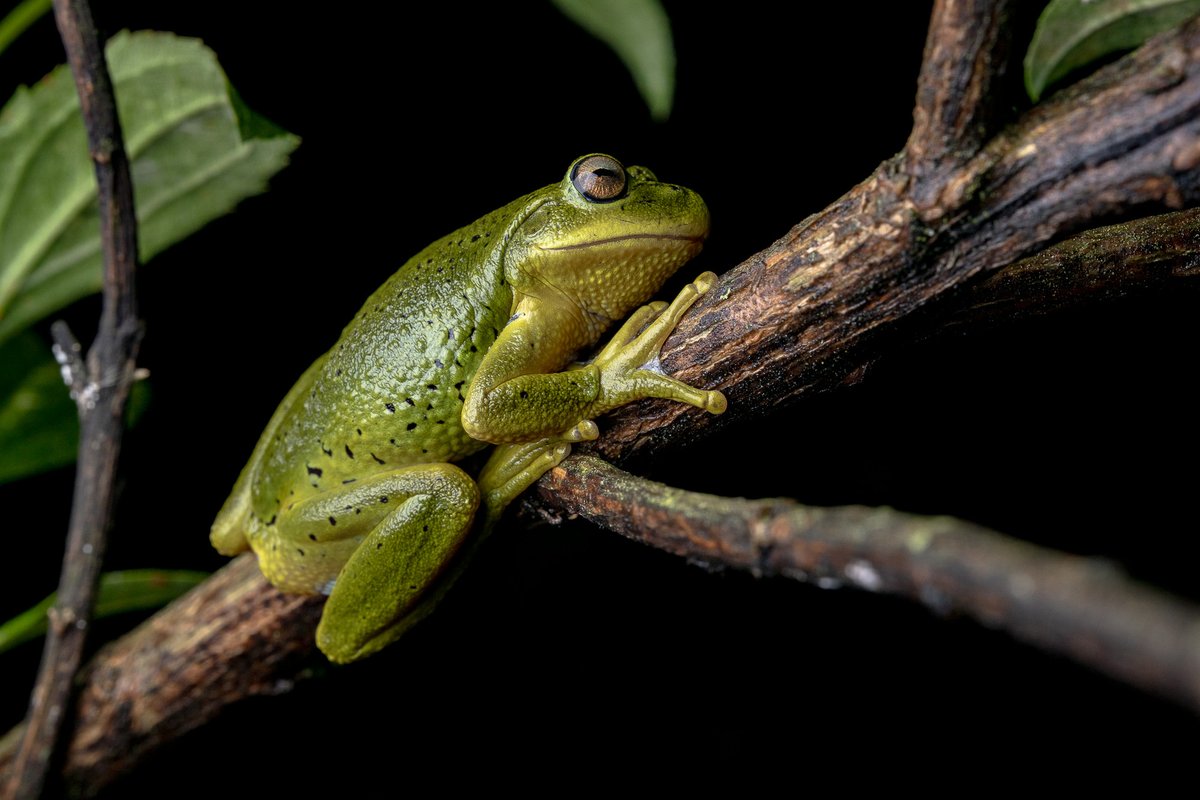 Los anfibios son el grupo de vertebrados más amenazado a nivel mundial, con cerca de la mitad de las especies al borde o en riesgo de extinción. ¿Qué acciones se pueden tomar?
Conoce más aquí 👉bit.ly/AnfibiosEstado