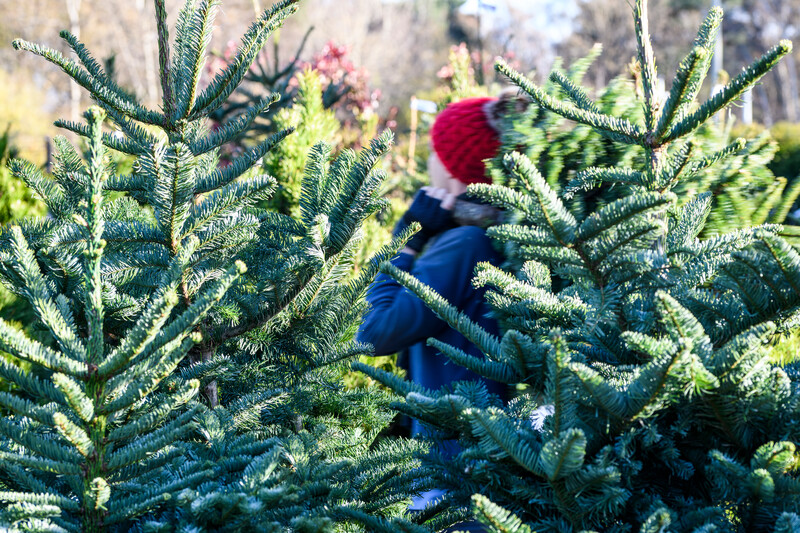 What to do with your old Christmas tree when the time comes to bid it farewell? 🎄

Shredding an old Christmas tree greatly speeds up its decomposition and makes good mulch for shrubs and paths.

Learn more techniques on what you can do: rhs.org.uk/garden-inspira…