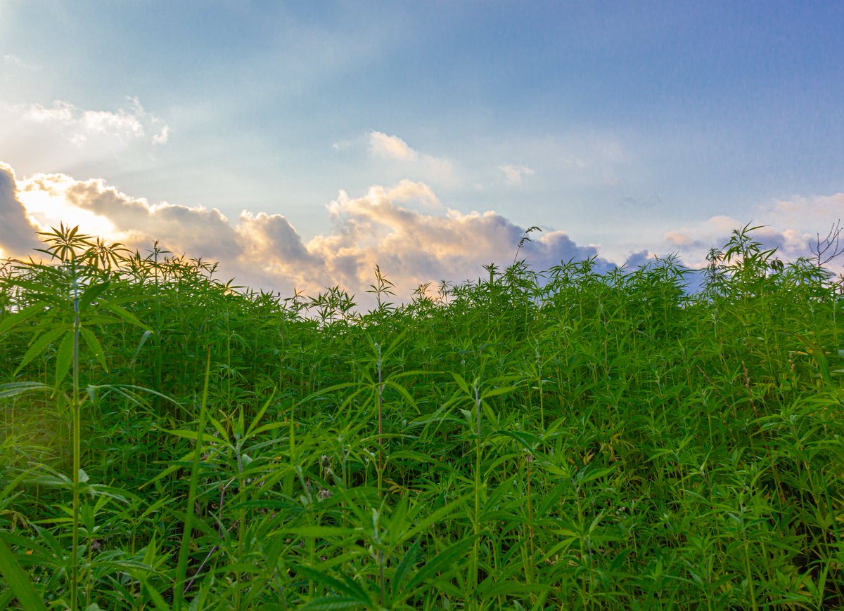 2024 is the Year of the Wood Dragon, a symbol of growth, vitality, and innovation. 🐲 
Let's channel this fresh, powerful energy into healing our Earth and nurturing our communities.🌱
We wish everyone health, wealth, and good fortune.🐉🐉🐉

📷<a href="/algzl_co/">Ali Güzel</a>