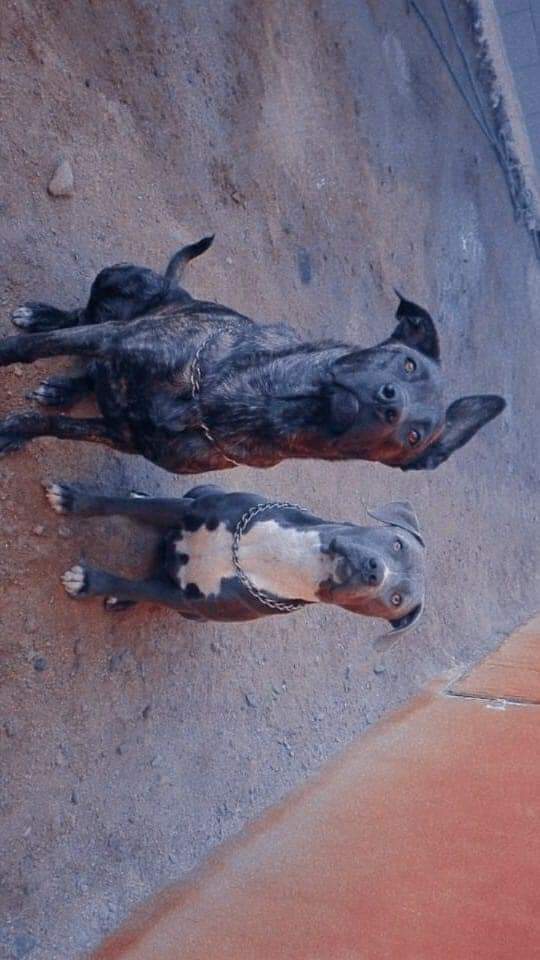 Yoobi_GC's tweet photo. amigos porfavor ayúdeme a compartir esta información
mi perra se perdió el 31 en la madrugada,en Ensenada, por el establecimiento de la calle transpeninsular, responde al nombre de AKILA es una malinois con cruza de mastín atigrada, porfavor si llegan a verla contactense 🙏😿 https://t.co/gWB8dtBCl5