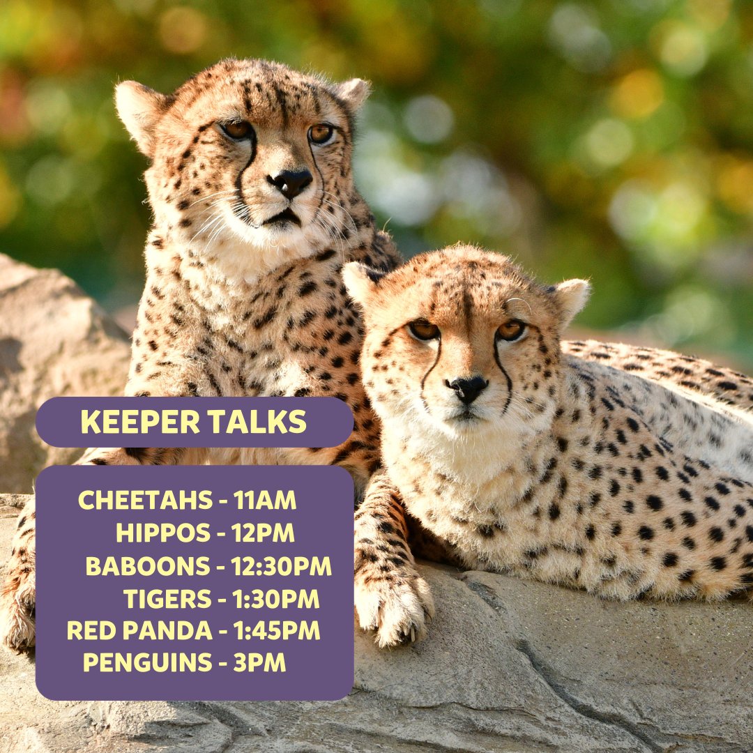flamingolanduk's tweet photo. Save this post if you are visiting us this week and experience all our keeper talks and feeds! 🐆🦛

Learn all about our animals from our incredible keepers and watch them enjoy a tasty snack!

#zookeeprs #keepertalks #zookeeperlife #ukzoos #zoolife #animalfacts https://t.co/7bMxEggrrI