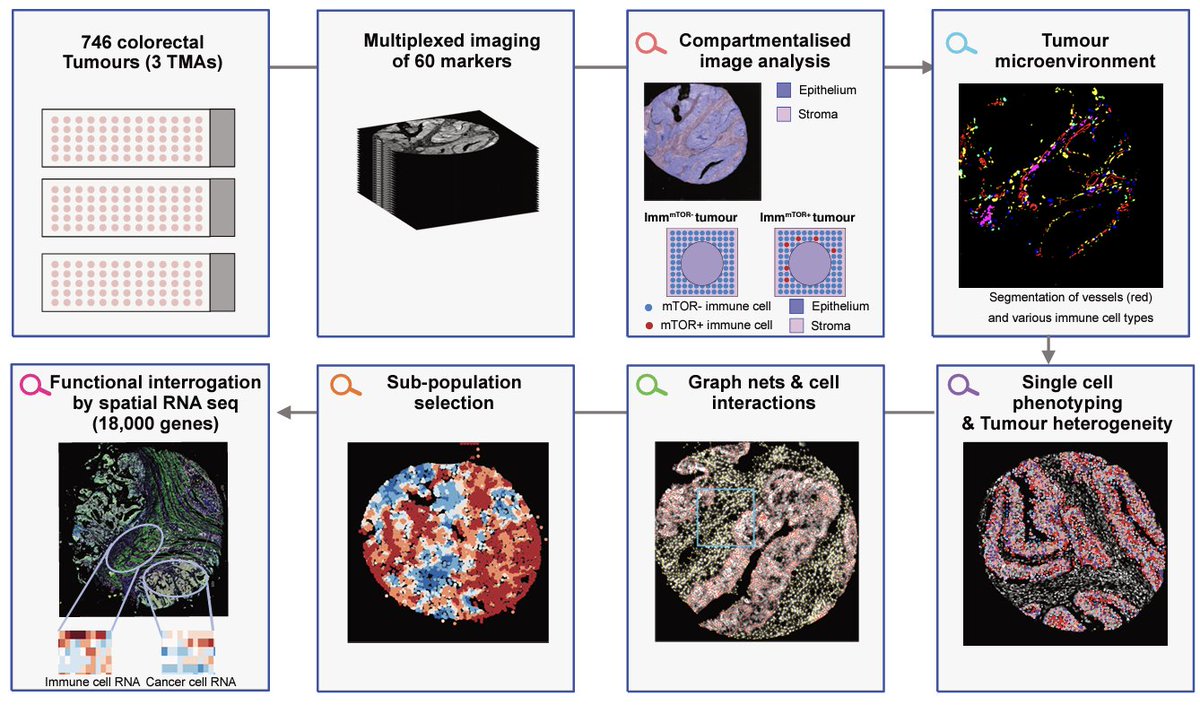 Why so many trials of mTOR inhibitors fail? Our preprint presents an advanced analysis of #multiplexed images of 60 makers across 746 tumors suggesting that the answer could be in the #TumorMicroenvironment. Read here shorturl.at/befiu. #bioimaging #deeplearning #mTOR.