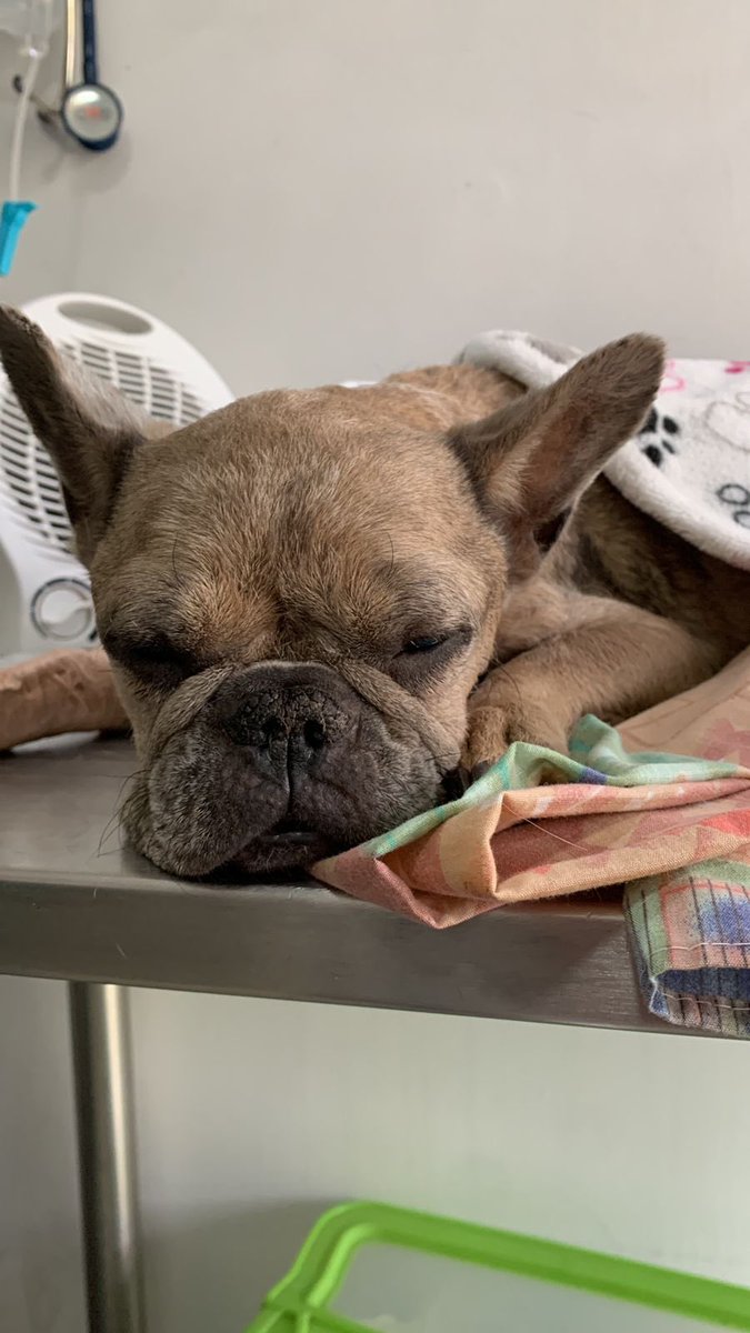 Gente, esta mañana saqué a mi perro me encontré con esta perrita que abandonaron y está en muy mal estado.

La llevamos a una veterinaria y queda hospitalizada todo el día, son 550 lks pero no me da para pagar todo eso, entonces los que desean colaborar se agradece