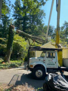 RayTheTreeGuy's tweet image. We offer prompt and reliable tree take-down services to address immediate risks and prevent further harm to your property. Call us today at (860) 206-3851 for more information!

#TreeTakeDown #Glastonbury bit.ly/4a8FLZa