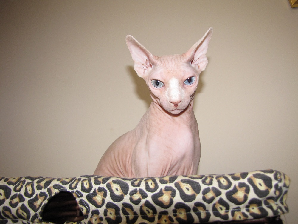 My sphynx cats redefine with hairless coats, large ears, and mesmerizing eyes. They are known for their quirks and charming characteristics that make them the perfect match for various lifestyles. Check out my website for more information!

#SphynxCats #GorgeousSphynxKittens  ...