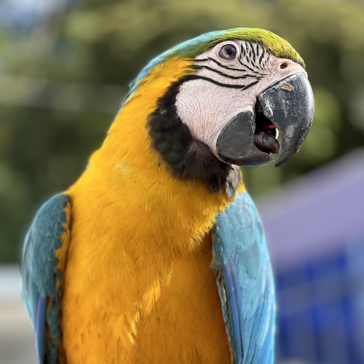 Elías Sayegh tweet media