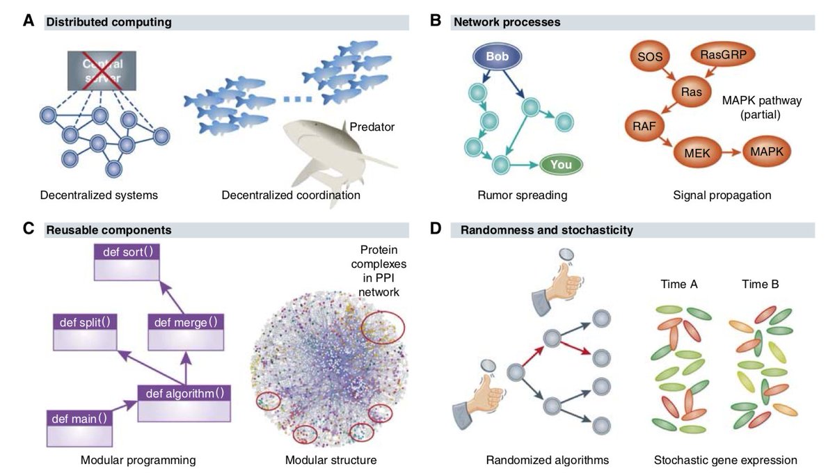 How similar are computational and biological systems? How can computer science get inspiration from biology? Here's a great @EMBOpress paper by @umdcs Saket Navlakha & Ziv Bar-Joseph on the convergence between biology and computer science: embopress.org/doi/pdf/10.103…