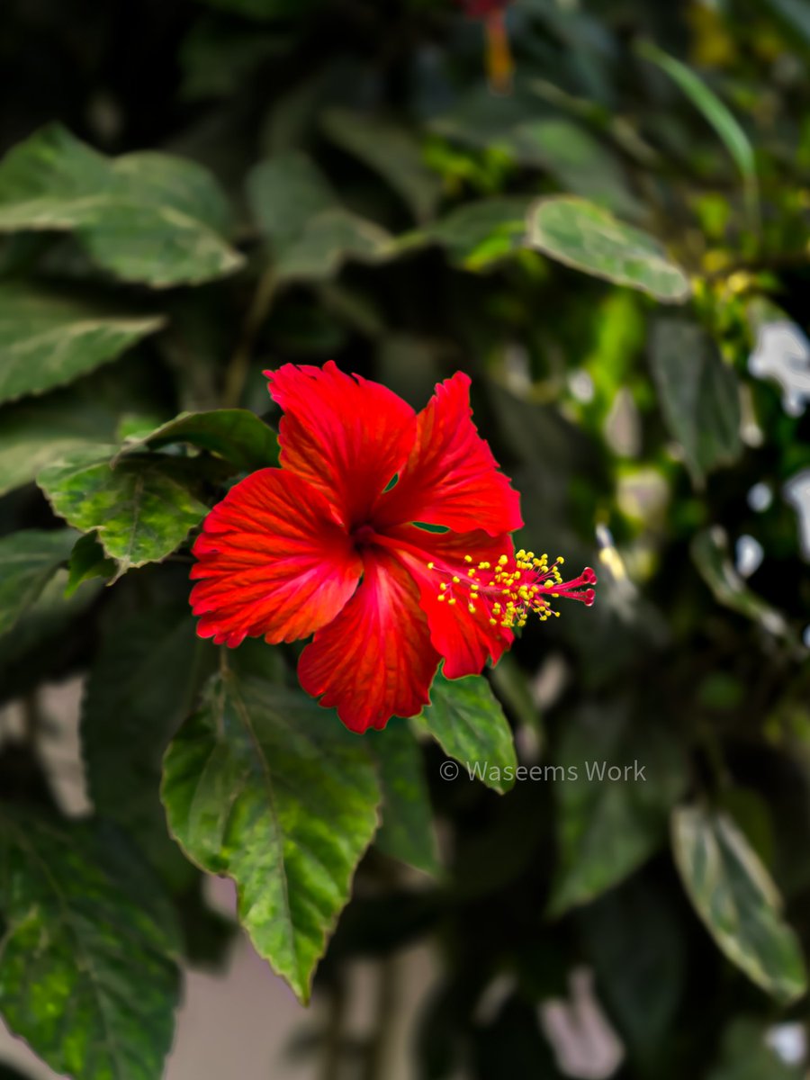 🌺 Hibiscus 🌺
.
#hibiscus #pinkhibiscus #redhibiscus #WaseemsWork #nature #androidography #mobilephotography #flowerart #sonylens #sony #oppo #reno8 #opporeno8
instagram.com/p/C1mjI0uIMEQ/…