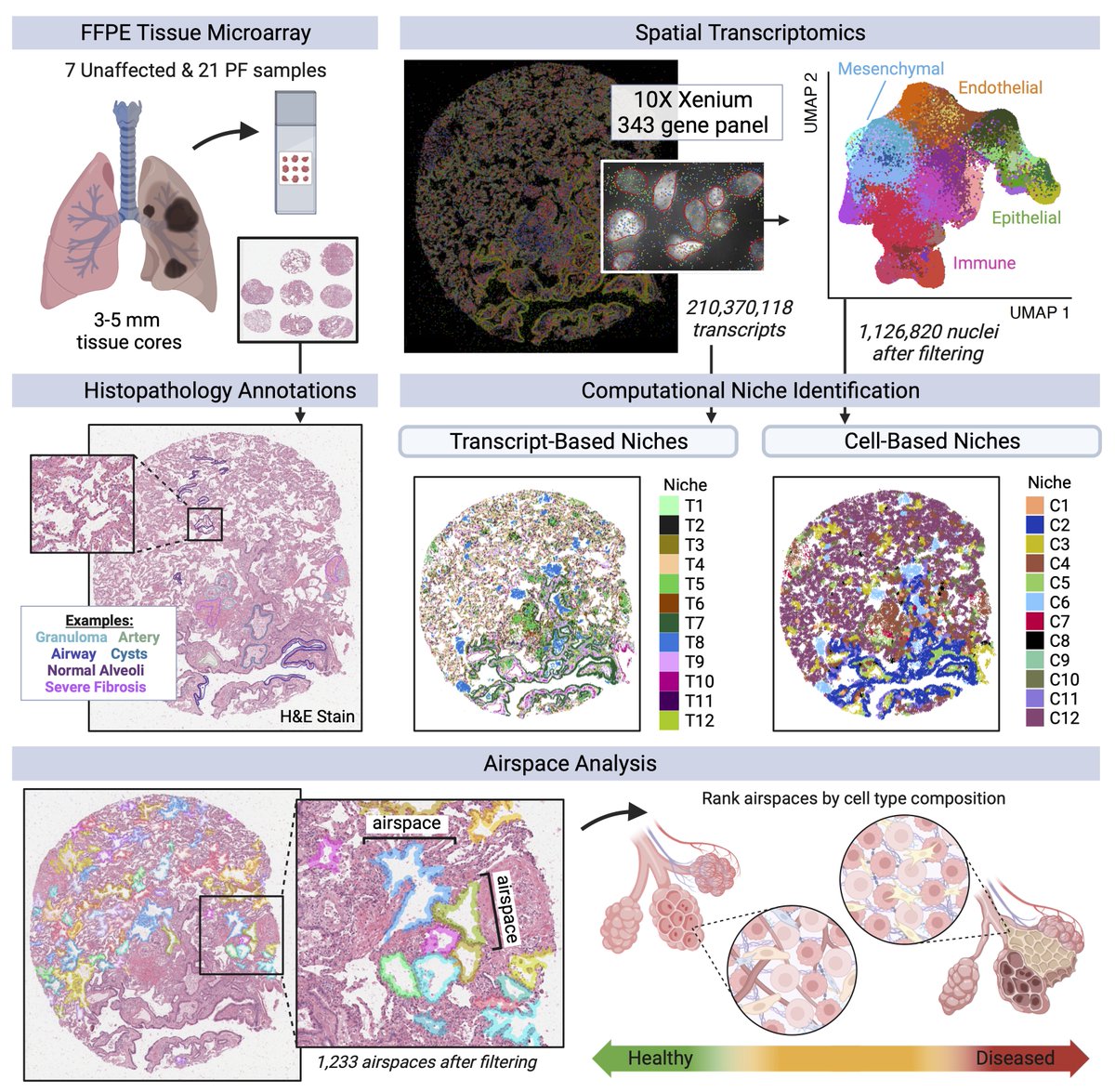 TGenResearch's tweet photo. 1/2 Scientists at TGen are making important strides in understanding fibrotic lung disease by using image-based spatial transcriptomics to identify how molecular changes are associated with distal lung remodeling in pulmonary fibrosis. https://t.co/QzgZSJCwvn
