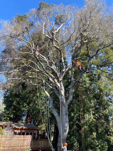 ColoresTree's tweet image. My meticulous tree-trimming techniques are designed to promote overall health. Removing dead or diseased branches stimulates new growth and ensures your trees thrive. Call me today at (831) 254-5551!

#TreeTrimming #ColoresTreeService bit.ly/3NxbGqN