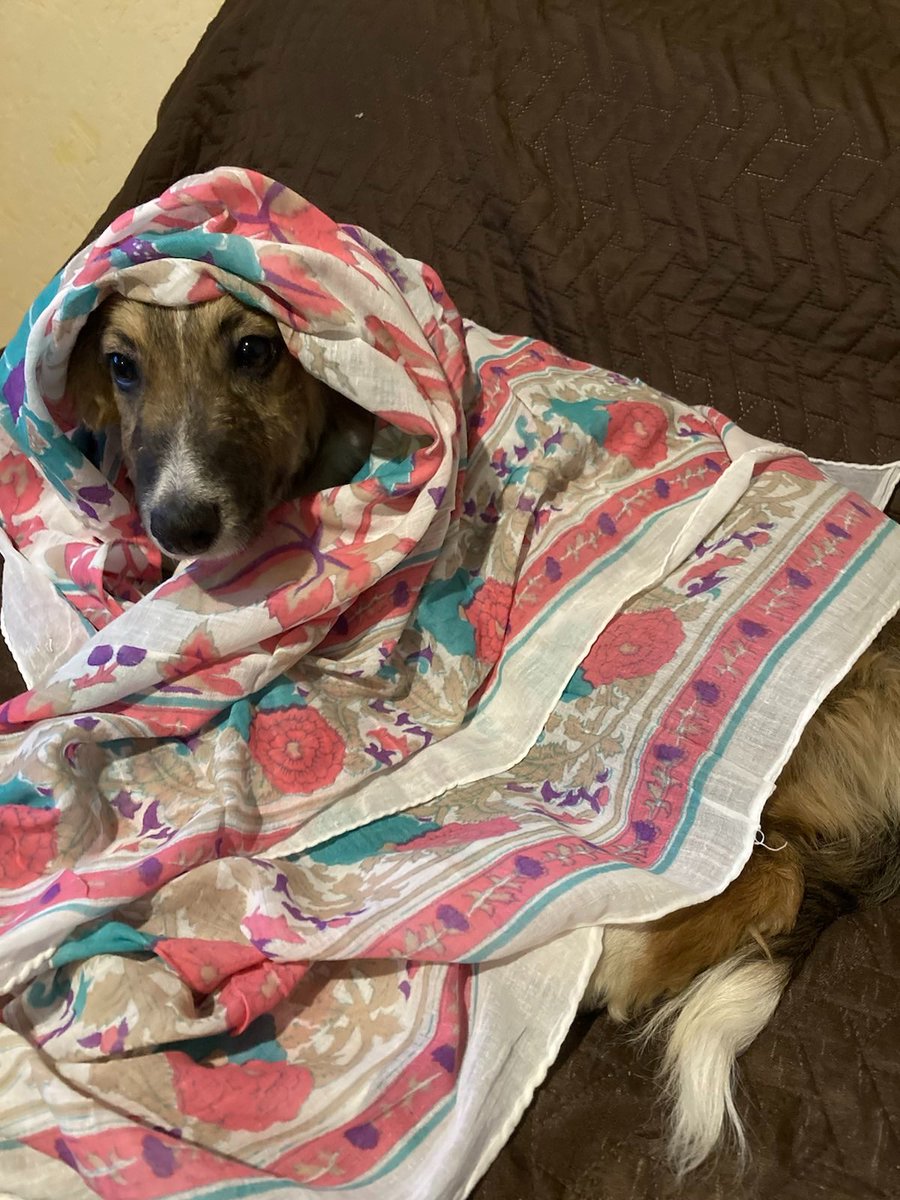 saykaaat's tweet photo. the world is in shambles, but here is farah, my beautiful tiny dog 🥰 @AHV_Bulgaria https://t.co/PZkpk1YM1s