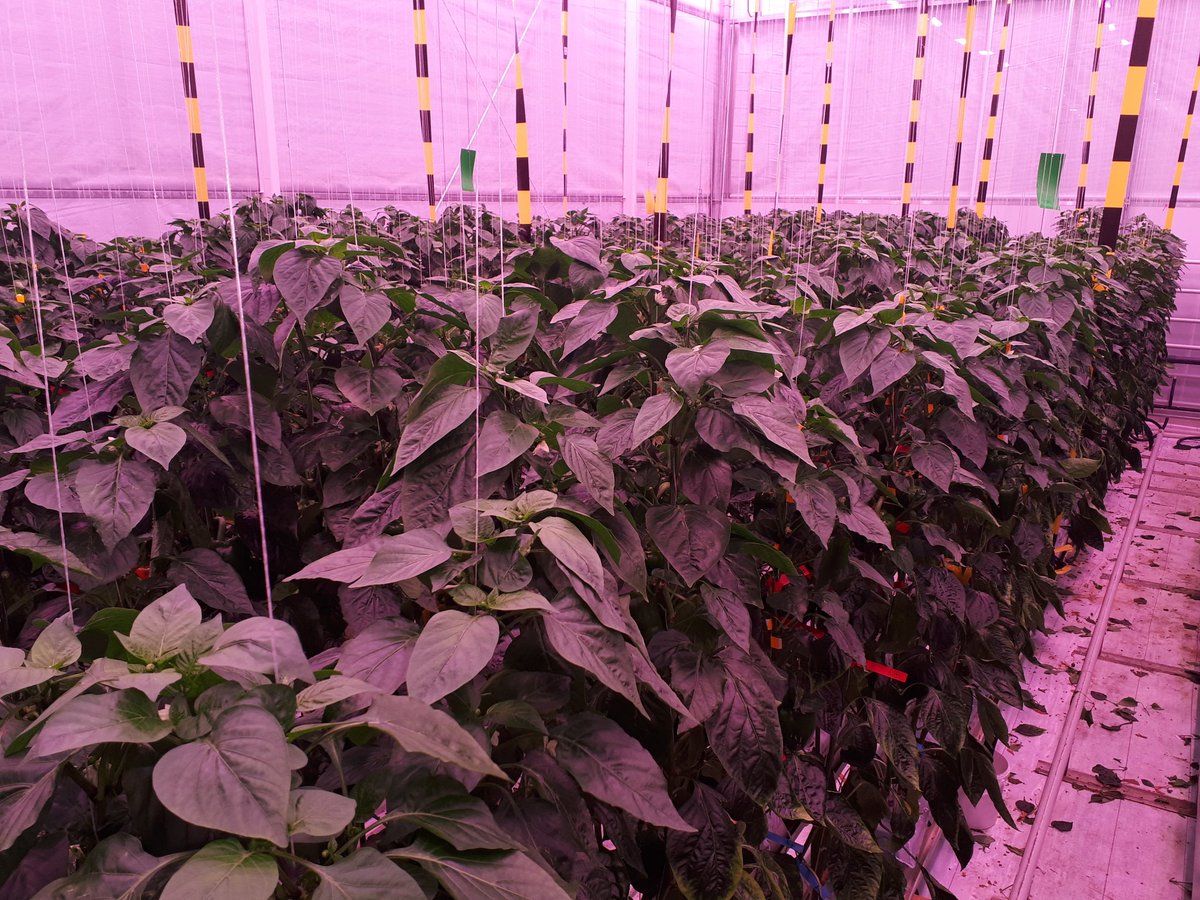 Belichtingsproef paprika. De gewassen groeien goed, ook de toppen komen er goed uit. Met de oogst van vandaag erbij is er totaal 4,2 kg per m2 geoogst. De plantbelasting is 30-35 vruchten per m2.