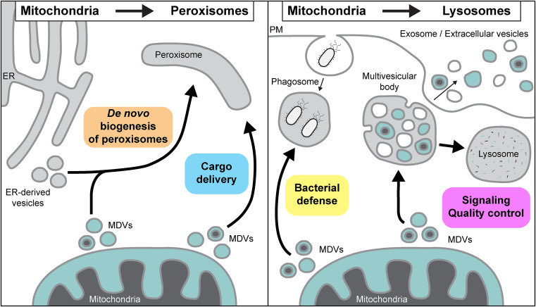 mitodynamics's tweet photo. Happy New Year! New review about mitochondrial derived vesicles out today. Wrote it with X-less Tim Konig to share our view of the MDV field from mechanism to physiology and disease. Have a look! Open access. @ASAP_Research 

https://t.co/uD9sYC7qcL https://t.co/OMIhWupWzm