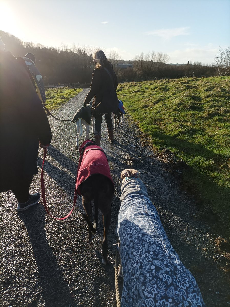GreyhoundRobert's tweet image. Another muddy pawed adventure today, this time with friends, including new foster boy Bruni who is settling in to life outside of kennels 🐾 We got some lovely crisp sunshine and even spotted a pheasant! ❤️ #Greyhound #PackWalk #DogsofX #RescueDog #Rescuednotretired