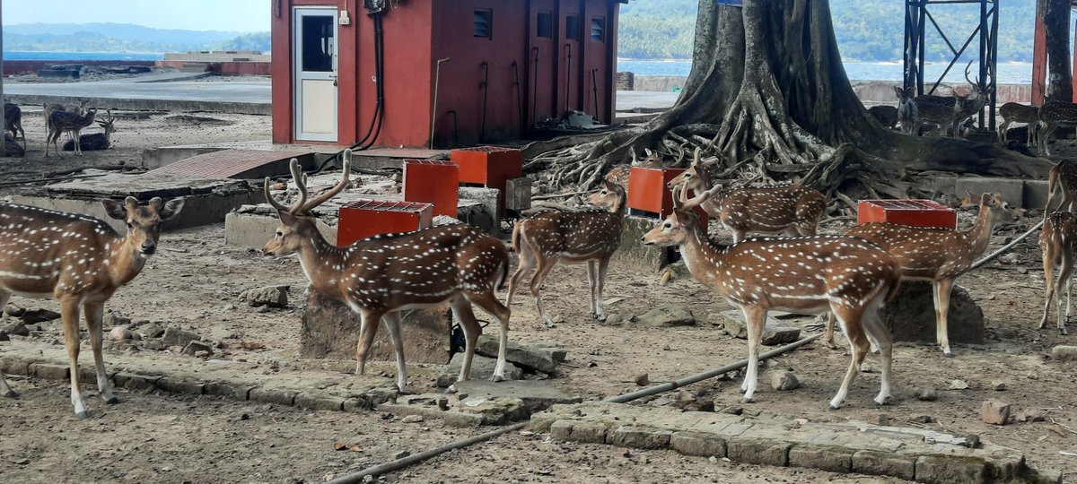 Glimses of Beauty of NSCB Dweep (Ross Island) Andmans.