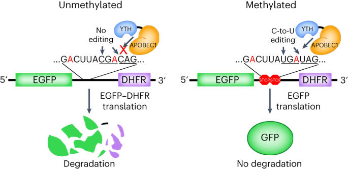 NatureBiotech's tweet photo. Programmable protein expression using a genetically encoded m6A sensor https://t.co/yMtPCJlHGs https://t.co/w6rxSyiDDH