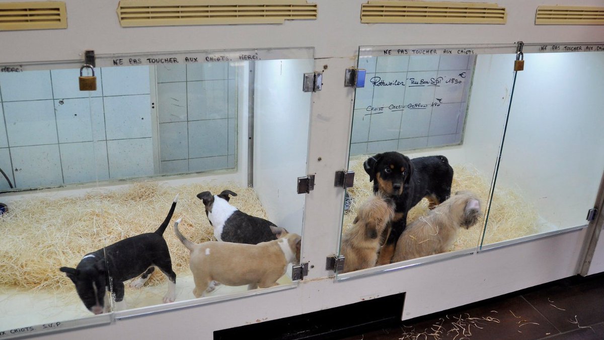 FBB_Officiel's tweet photo. #Adoption

La vente d’animaux de compagnie en animalerie est désormais interdite !

🐶🐱 Depuis le 1er janvier 2024, selon la loi visant à lutter contre la maltraitance animale adoptée en novembre 2021, la vente de chien et de chat en boutique, type animalerie, est interdite !

Afin de lutter contre l’achat d’impulsif dans ces lieux qui présentent souvent des animaux jeunes et mignons et aussi de désengorger les refuges qui débordent, la vente d’animaux de compagnies est proscrite.

🚫 Cependant, cette interdiction ne s’applique pas à l’ensemble des animaux de compagnie. Lapins, poissons ou encore oiseaux peuvent encore être vendus dans ce type d’établissement, ce que déplore la FBB.

À tous les amoureux des chiens et des chats, la Fondation Brigitte Bardot vous sensibilise : Ayez le bon réflexe, adoptez ! Tant de gentils “toutous” et “minous” n'attendent que votre amour dans les refuges.

Découvrez nos petits protégés à l'adoption 👉 https://t.co/JUvjqhytlZ