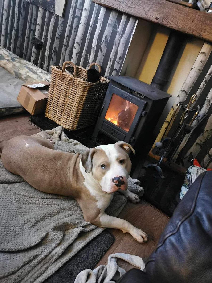 AdoptionsUk's tweet photo. Please retweet URGENT MESSAGE  FOR ALL UK  RESCUES XL BULLY INJUNCTION SUCCESSFUL! Please share URGENTLYwith as many rescues as you know, as some are  PUTTING THEIR XL BULLIES TO SLEEP TODAY. They NEED NOT, as Carla Lane Animals In Need has WON AN INJUNCTION for ALL rescues:
INFO 👇
https://t.co/mDdCIOmPFe
CARLA LANE CONTACT FOR MORE INFO👇https://t.co/DaV8txLdcv…OR  ☎️0151 549 0959  animals_inneed@hotmail.co.uk https://t.co/motAWvTPgV

@gsrescueelite @LurcherSOS @DogsTrust @RSPCA_official @HopeRescue @APDAWG1 @StrayAidDogs @AnimalWoodfield #AdoptDontShop @BBCNews @itvnews @GMB @thismorning #XLBully @Xlbullyban8822 #XLBullyBan @Conservatives @RishiSunak @UKLabour #dogs  #GMB  @GMB @NickDixonITV