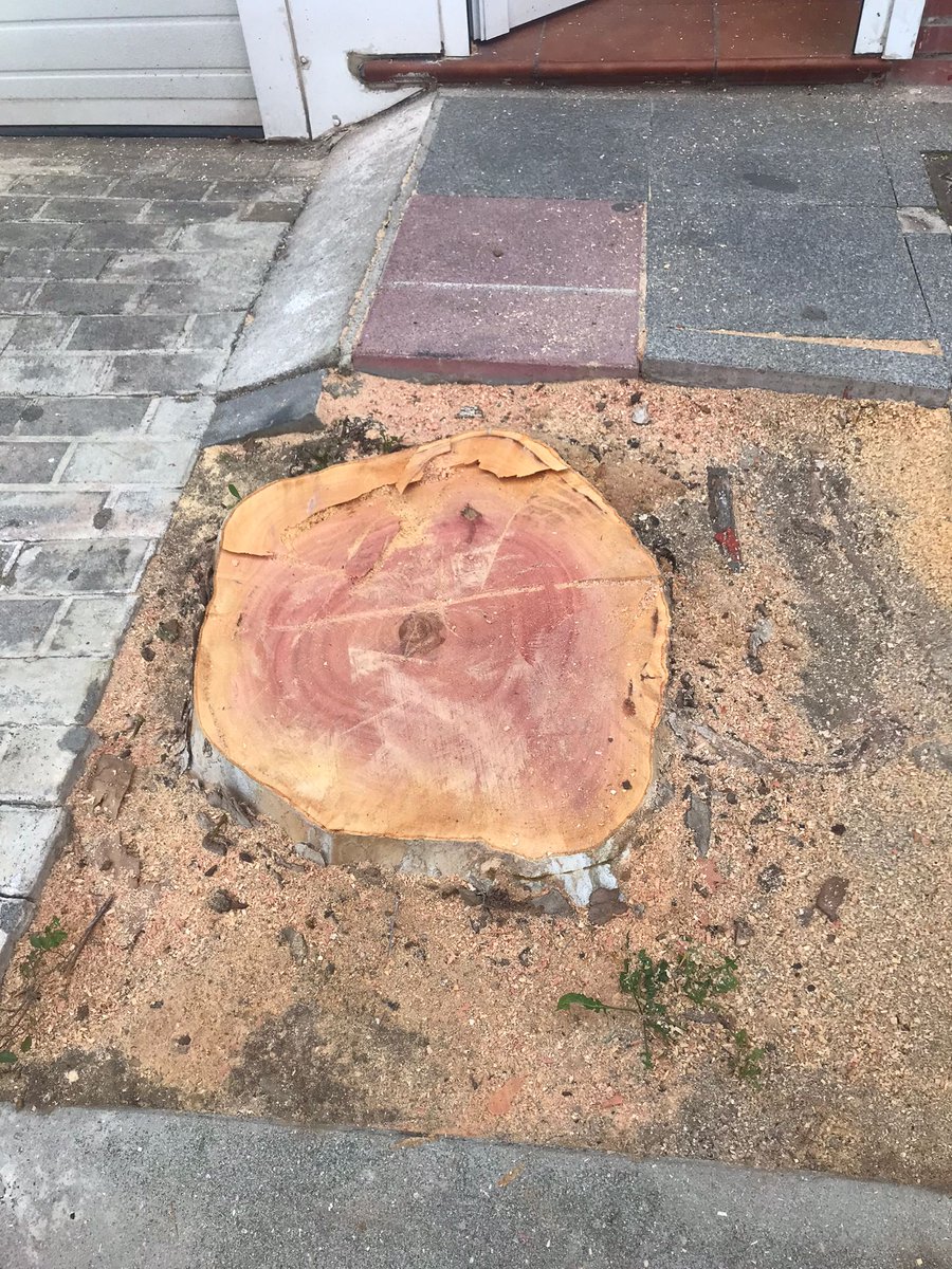 😡Seguimos viendo la lamentable imagen de la tala de árboles, como si de simples sombrillas se tratará.
❌Seguimos viendo como aniquilan la vida en las ciudades, dejando solo cemento y asfalto
🌳Este se lo han cargado hoy en la Calle Camarga, barrio de Perales del Río, Getafe