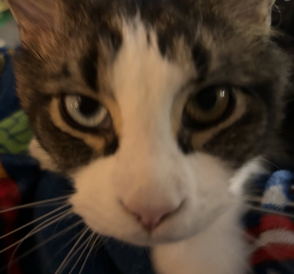 amore_meow's tweet photo. Oh Hellooo, My Mama says I never sit still for Photos, today is no different 😹#CatsLover #CatsOnTwitter https://t.co/tDhMk8Uikv