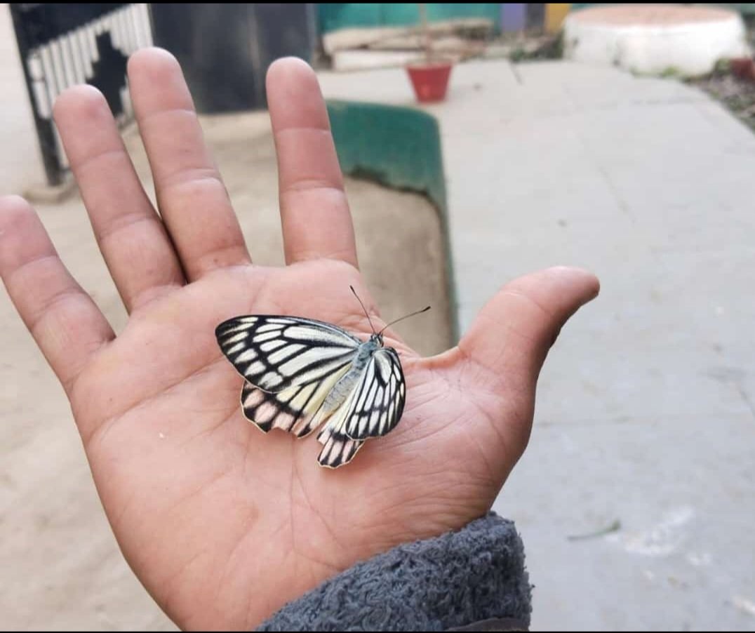 'Embracing moments of serendipity – a delicate butterfly graced my hand today, a symbol of fleeting beauty and the importance of seizing opportunities. 🦋 #Inspiration #NatureEncounters'