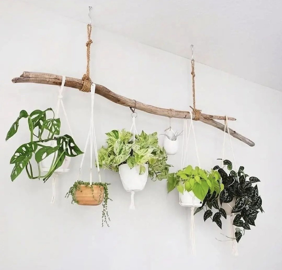 A unique way to hang plants 🌿
