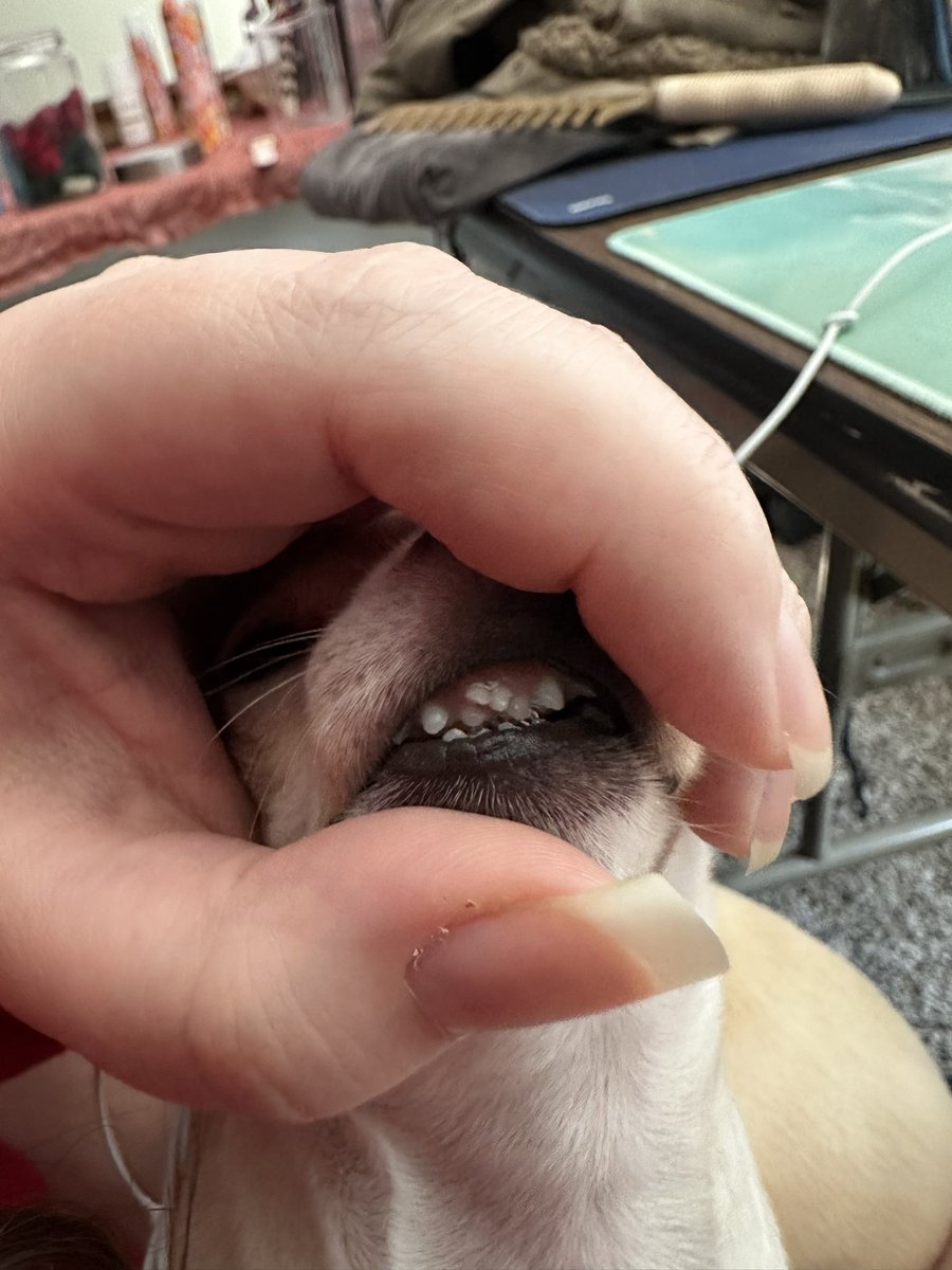 haleykinzz tweet media