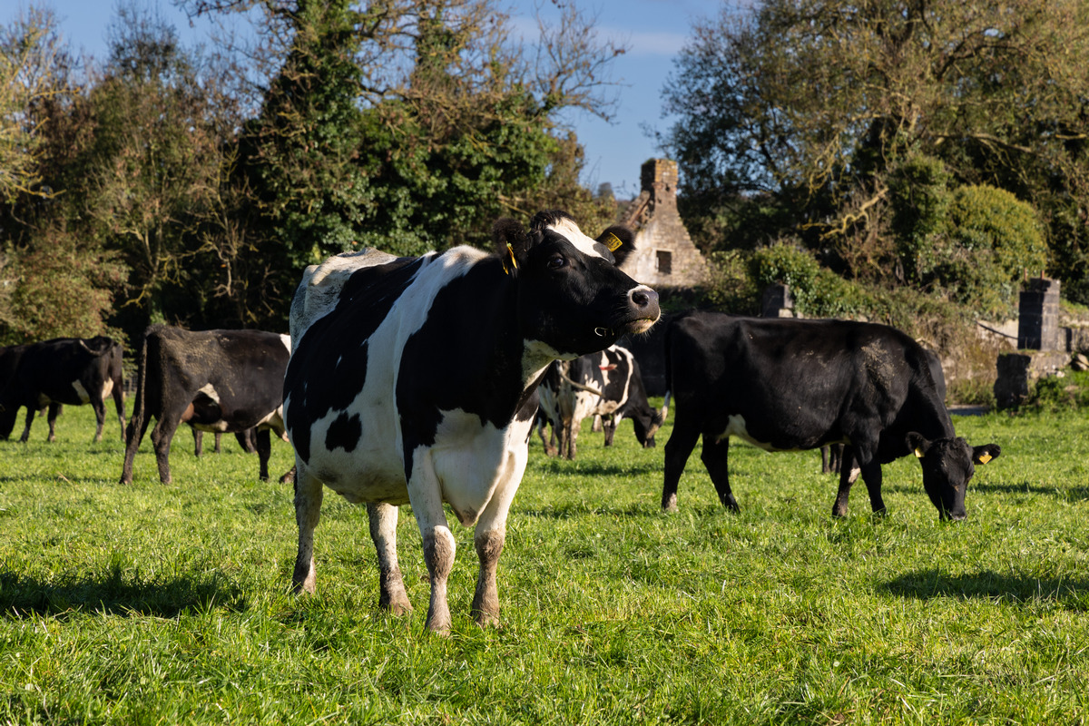 Germinal_Ire's tweet photo. Grazing livestock on higher-quality grass doesn’t just improve production, but can also bring environmental gains.

Germinal’s Aber High Sugar Grasses encourage a better balance of energy and protein, helping #livestock reduce emissions.

Learn more: https://t.co/qbcvuQeKQq https://t.co/LMk1lGIS2G