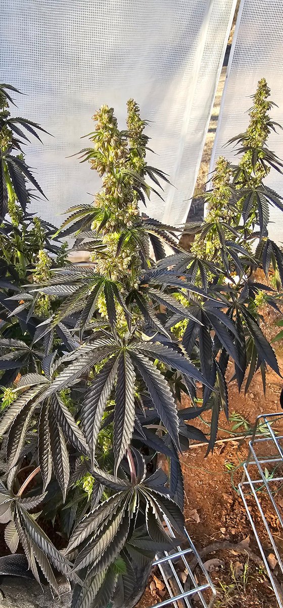 HermitHomestead's tweet photo. Collected some pollen off this #AnimalMints Bx1. Already got some projects in mind with this beast. 2024 is gna be an amazing year. 
 #male #seedjunkyseeds #seedjunky #growmies #growyourown #cannabis #cannaland #onlygrowheat https://t.co/njZNp9ILr3