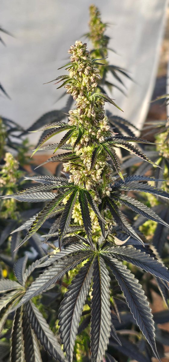 HermitHomestead's tweet photo. Collected some pollen off this #AnimalMints Bx1. Already got some projects in mind with this beast. 2024 is gna be an amazing year. 
 #male #seedjunkyseeds #seedjunky #growmies #growyourown #cannabis #cannaland #onlygrowheat https://t.co/njZNp9ILr3