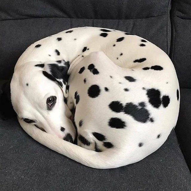 twaniimals's tweet photo. https://t.co/qtHPf4qb4F