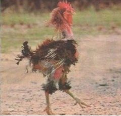 rijosanch's tweet photo. Traigan el gallo chavista que quieran. El gallo:😁 https://t.co/40mgL4IFp7