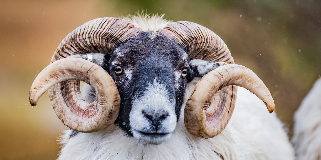 It's time to crown the #SheepOfTheYear for 2023! We've rounded up the most loved #SheepOfTheWeek from each month, and now it's YOUR turn to choose the ultimate winner! Vote Here bit.ly/48Cxxab #BritishWool #Wool #Sheep