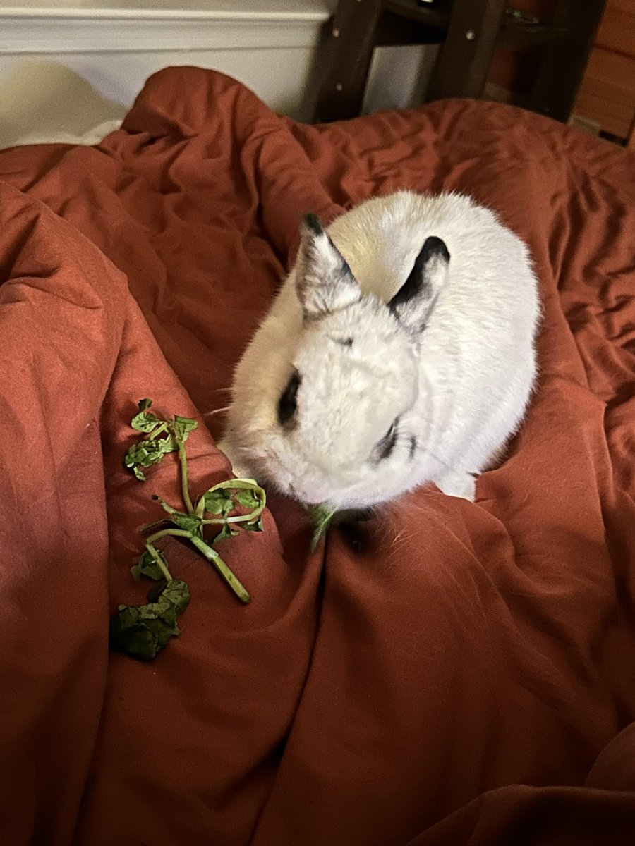 EmberRabbit's tweet image. Hoppy New Year! I tried some watercress and it was DELICIOUS