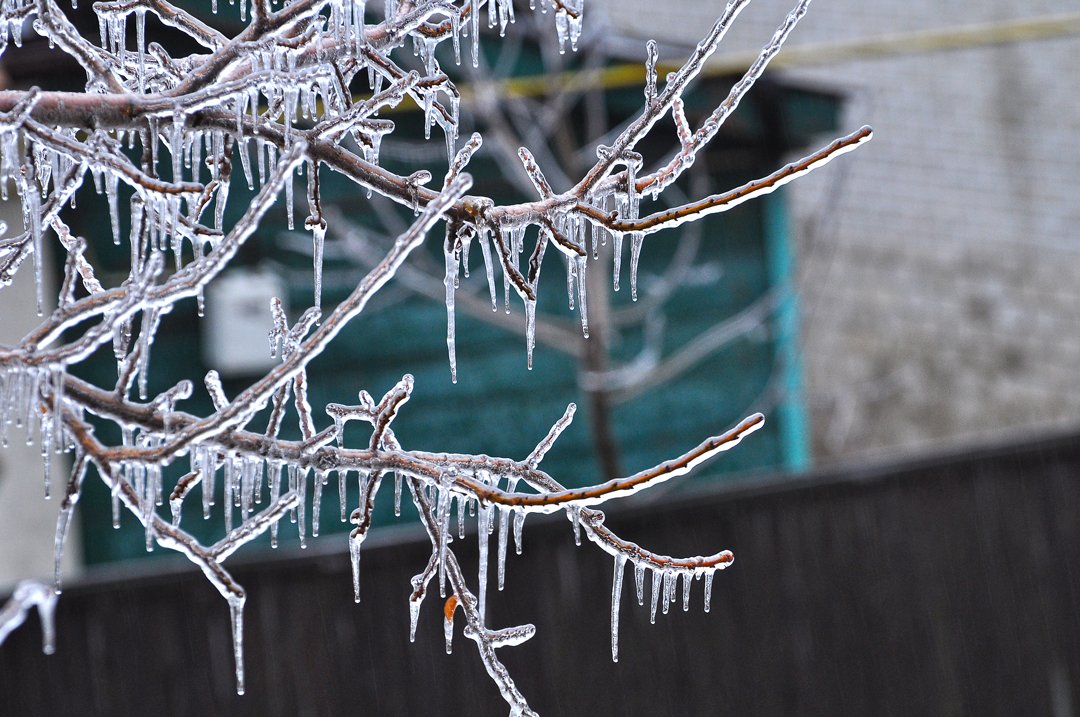 CertTreeCareATX's tweet photo. Protect your trees from winter frost! ❄️ Schedule a winter tree inspection today to ensure their health and resilience. 🌳 #certifiedtreecare #treecare #arboriculture https://t.co/Gx2TZo07TZ