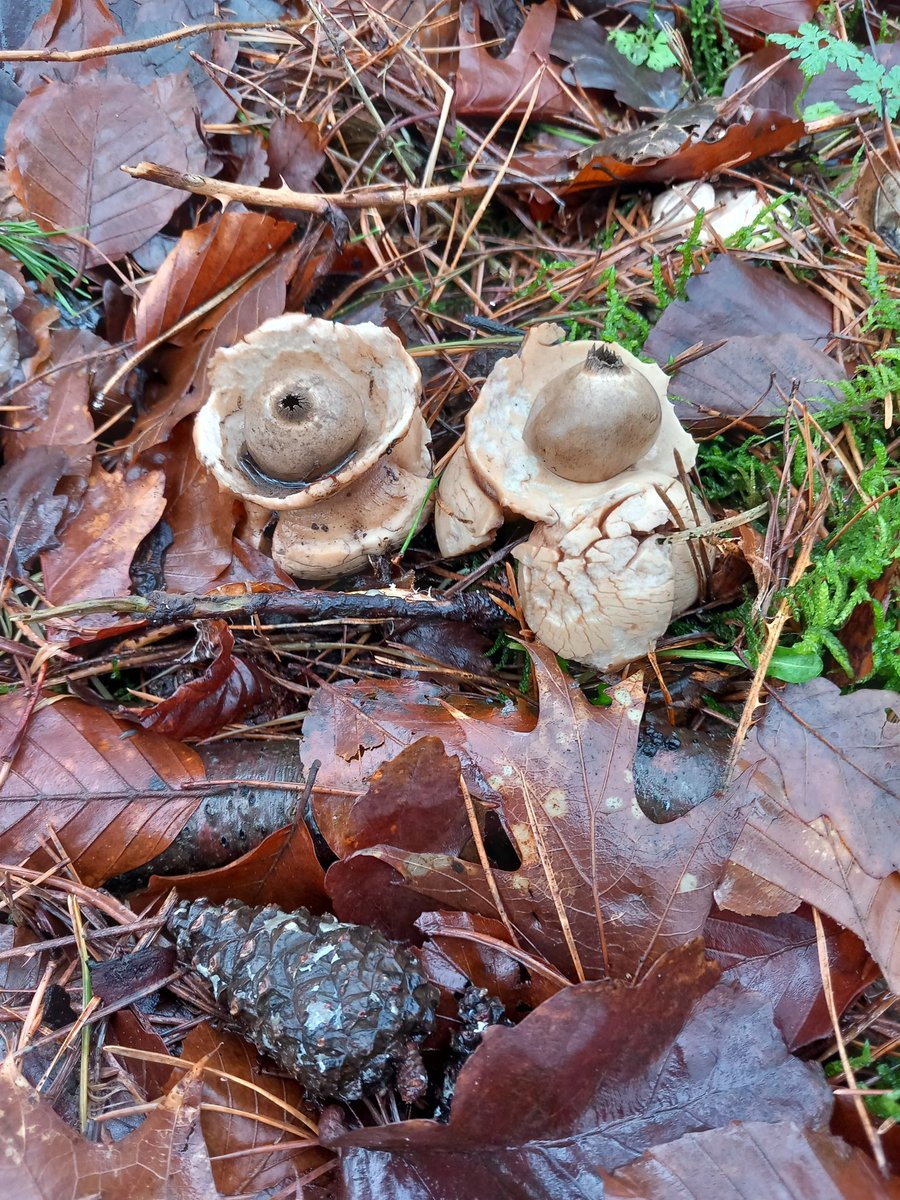 ljjuffer's tweet photo. Vanmorgen in het bos staan de aardsterren! 02-01-2024! https://t.co/3qAGfUrKDj