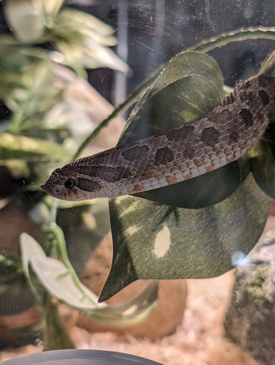 KnightDivining's tweet photo. Hognose snakes 🐍 may not be built to climb, but they love it none the less 😂 Love the one brain cell look she gives 😅 #hognose #hognosesnake #snake #diurnal #climbing #petsnake https://t.co/6Ci34ra7eI
