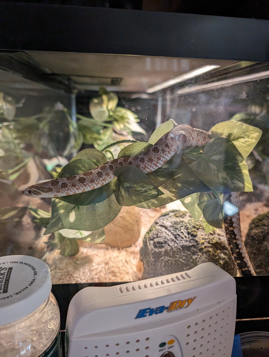KnightDivining's tweet photo. Hognose snakes 🐍 may not be built to climb, but they love it none the less 😂 Love the one brain cell look she gives 😅 #hognose #hognosesnake #snake #diurnal #climbing #petsnake https://t.co/6Ci34ra7eI