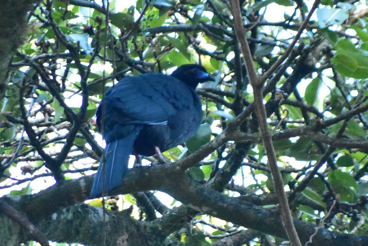 Some birds endemic to the central highland regions of Costa Rica and western Panama 1. Prong-billed Barbet 2. Black-faced Solitaire 3. Costa Rican Warbler 4. Black Guan Monteverde 🇨🇷, Dec 2023