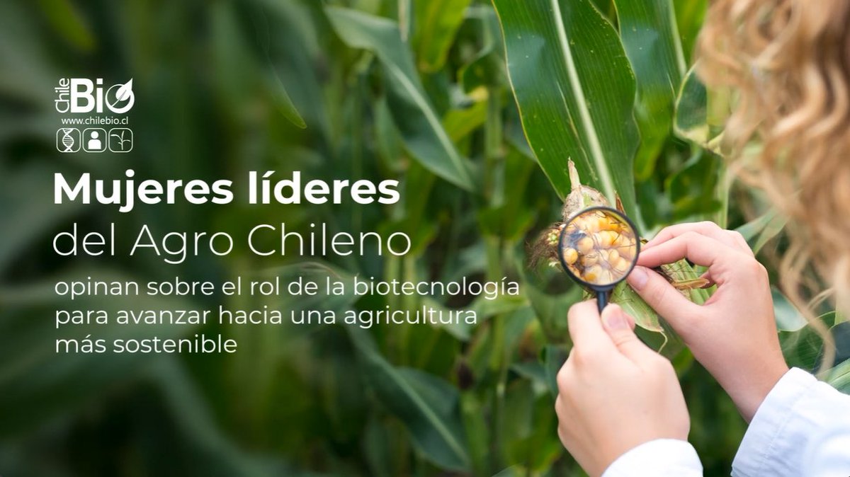 ChileBio_AG's tweet photo. Iniciamos 2024 con un nuevo video: "#Mujeres líderes del Agro Chileno opinan sobre la #biotecnología para una #agricultura más #sostenible" 

https://t.co/SCi79KGwZq

No dudes en compartirlo con tus redes, amigos y conocidos 📽️🌱🚜🧬🇨🇱 https://t.co/hI3dAlJkln