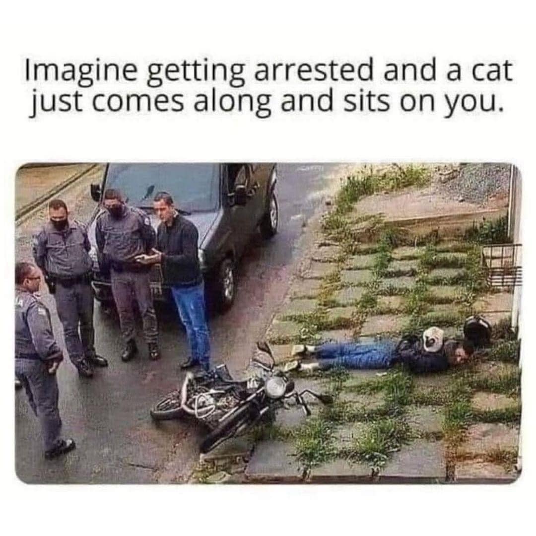 Because cat.