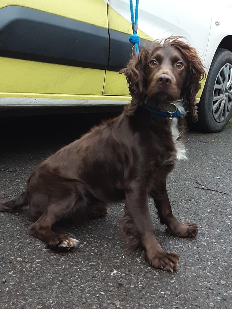 Please retweet to HELP FIND THE OWNER OR A RESCUE SPACE FOR  THIS STRAY/ABANDONED DOG FOUND #STALBANS #HERTFORDSHIRE #UK 
Female, adult, Spaniel found 27 December, chip not registered. Now in a council pound, she could be missing or stolen from another region. 
Please share