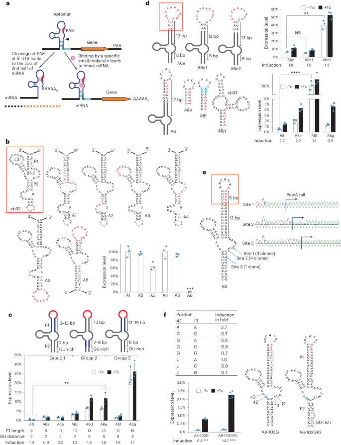 Control of mammalian gene expression by modulation of polyA signal cleavage at 5′ UTR go.nature.com/3NMGcyO