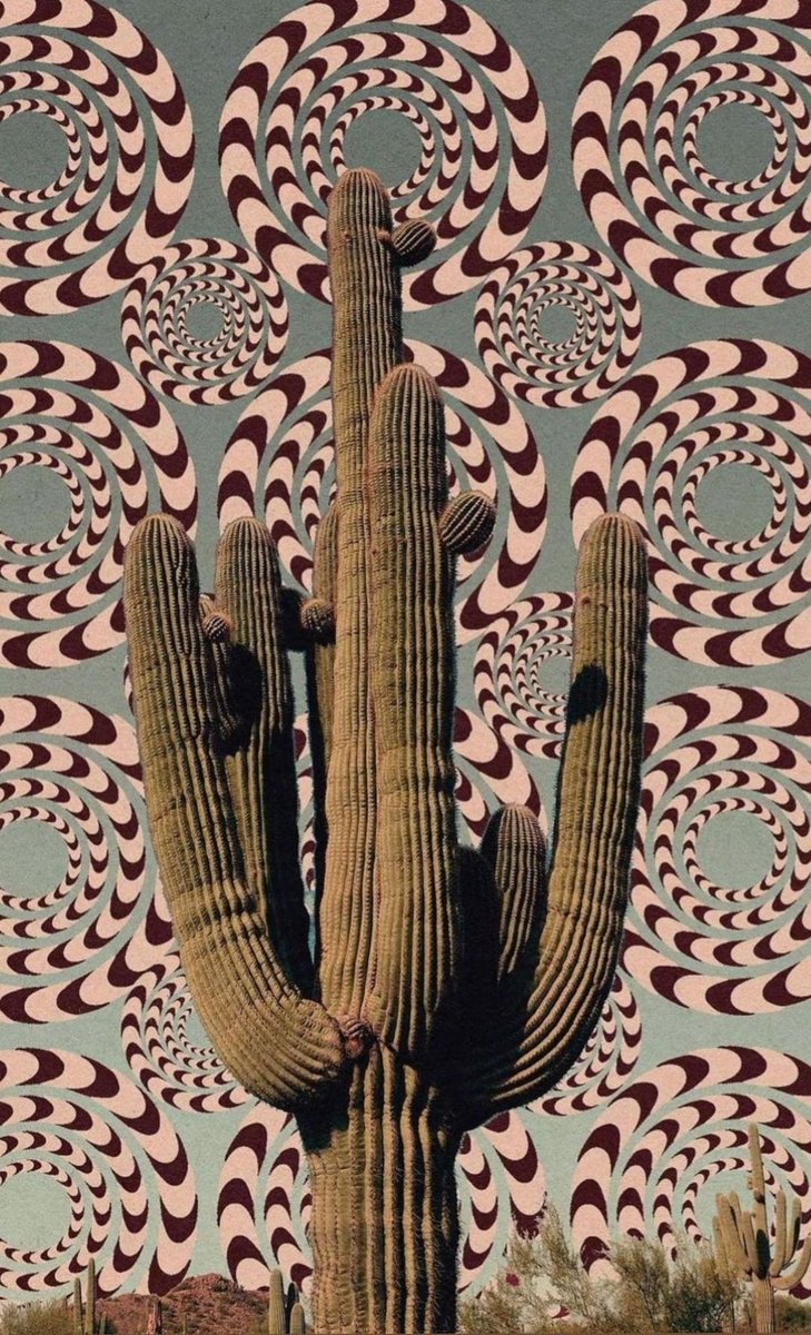 Ra0lin's tweet photo. 🌵🌵 @belindapop https://t.co/OD4JM9JFy8
