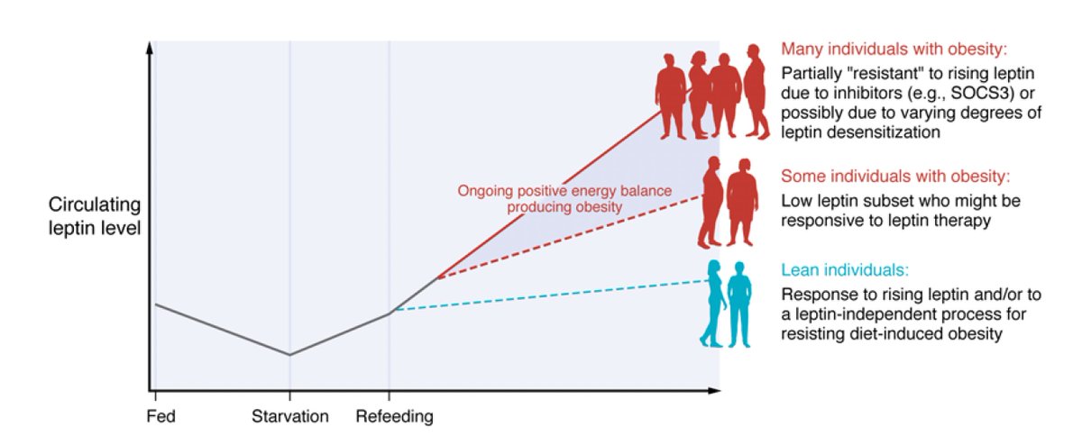 EricTopol's tweet photo. 30 years after the discovery of leptin, a succinct review of progress and gaps
"Leptin resistance appears to be present in most cases of obesity, perhaps analogous to insulin resistance in Type 2 diabetes."
https://t.co/UWqe9oahqs
@jclinicalinvest @jflier @rex_ahima https://t.co/EIaBsw2ZxY