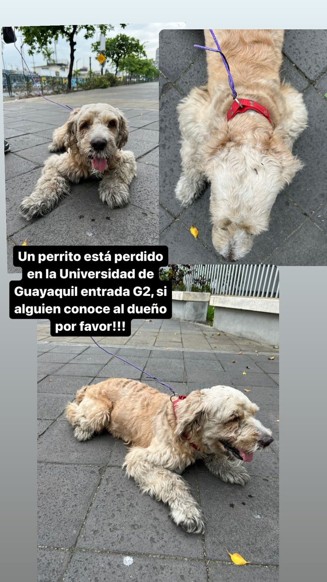 EmergenciasEc's tweet photo. #PerritoEncontrado
Ayuden a compartir para poder ubicar a sus dueños, gracias https://t.co/fs5WcPAaat
