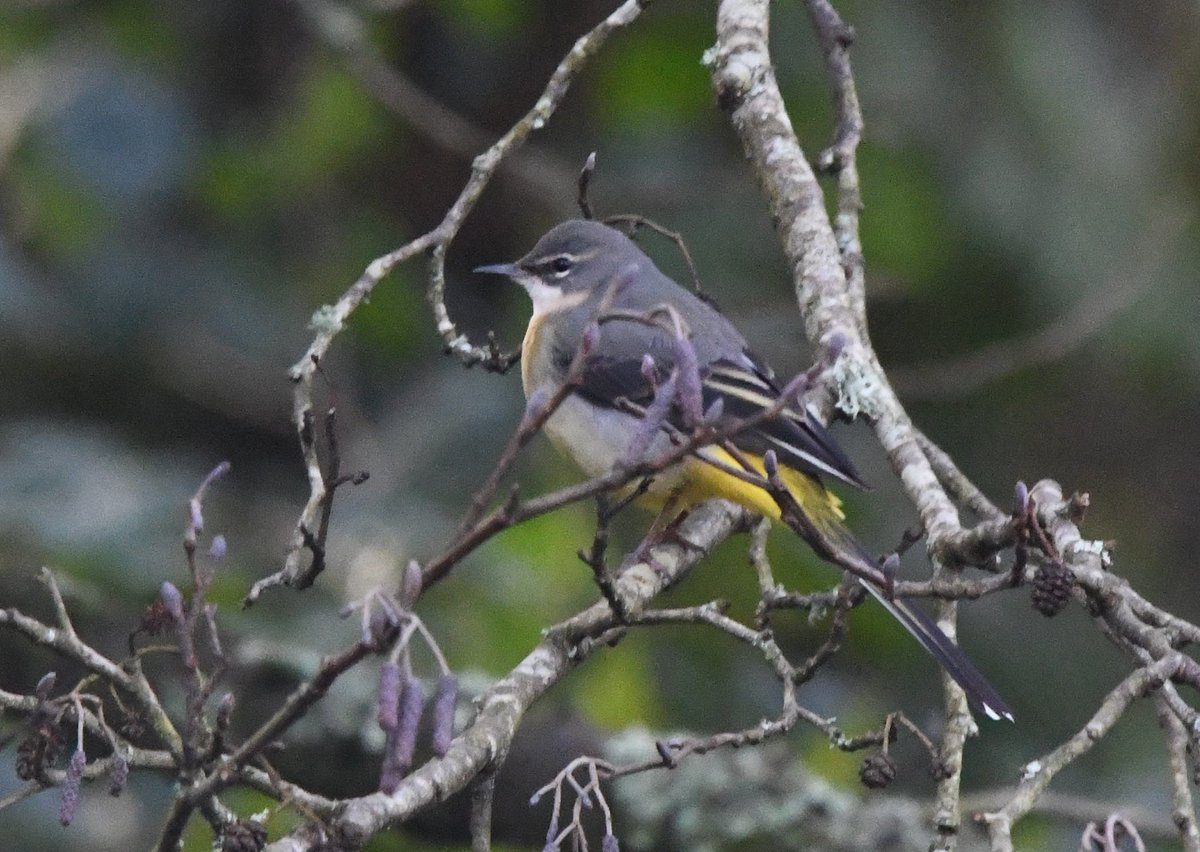 Despite showers and wind I headed out on patch at Par Beach &amp; Pool. Managed to get 33 species which wasn't bad. The sea was rough so not much to spot. Plenty more to find in nicer weather. Three Coot on the pool a highlight. Rare on the pool these days. #PWC2024 <a href="/PatchBirding/">Patchwork Challenge</a>