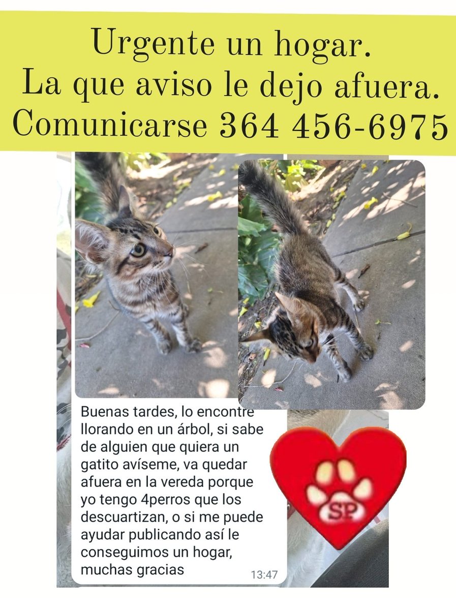 cotelaichaco's tweet photo. Urgente hogar https://t.co/tht4MnWGmR