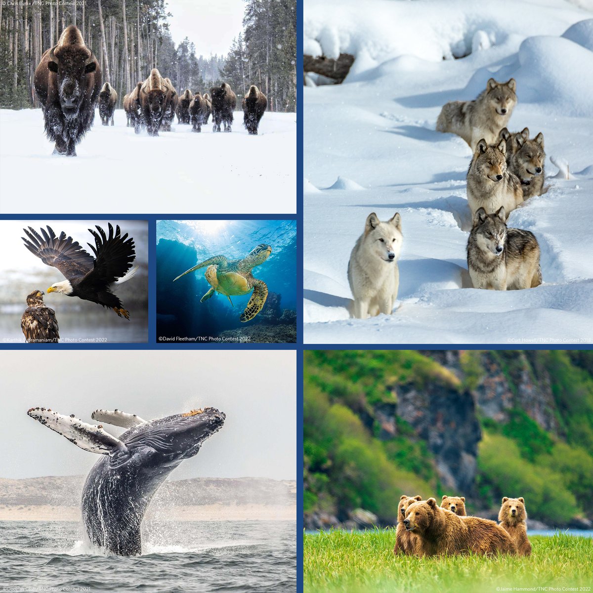 TNC's @brentLkeith joined the @weatherchannel and @pattrn to celebrate the 50th anniversary of the Endangered Species Act, the country’s most important conservation law, which has helped save 99% of listed species from extinction. Watch the interview ⤵ mms.tveyes.com/MediaView/?cGF…