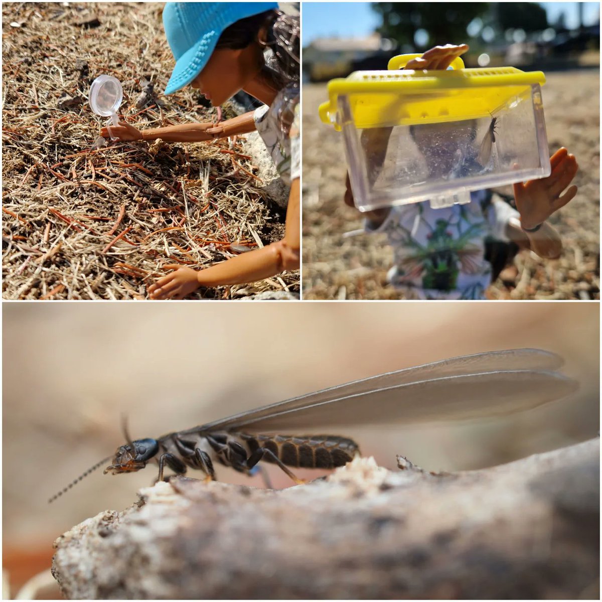 @entobarbie tweet media